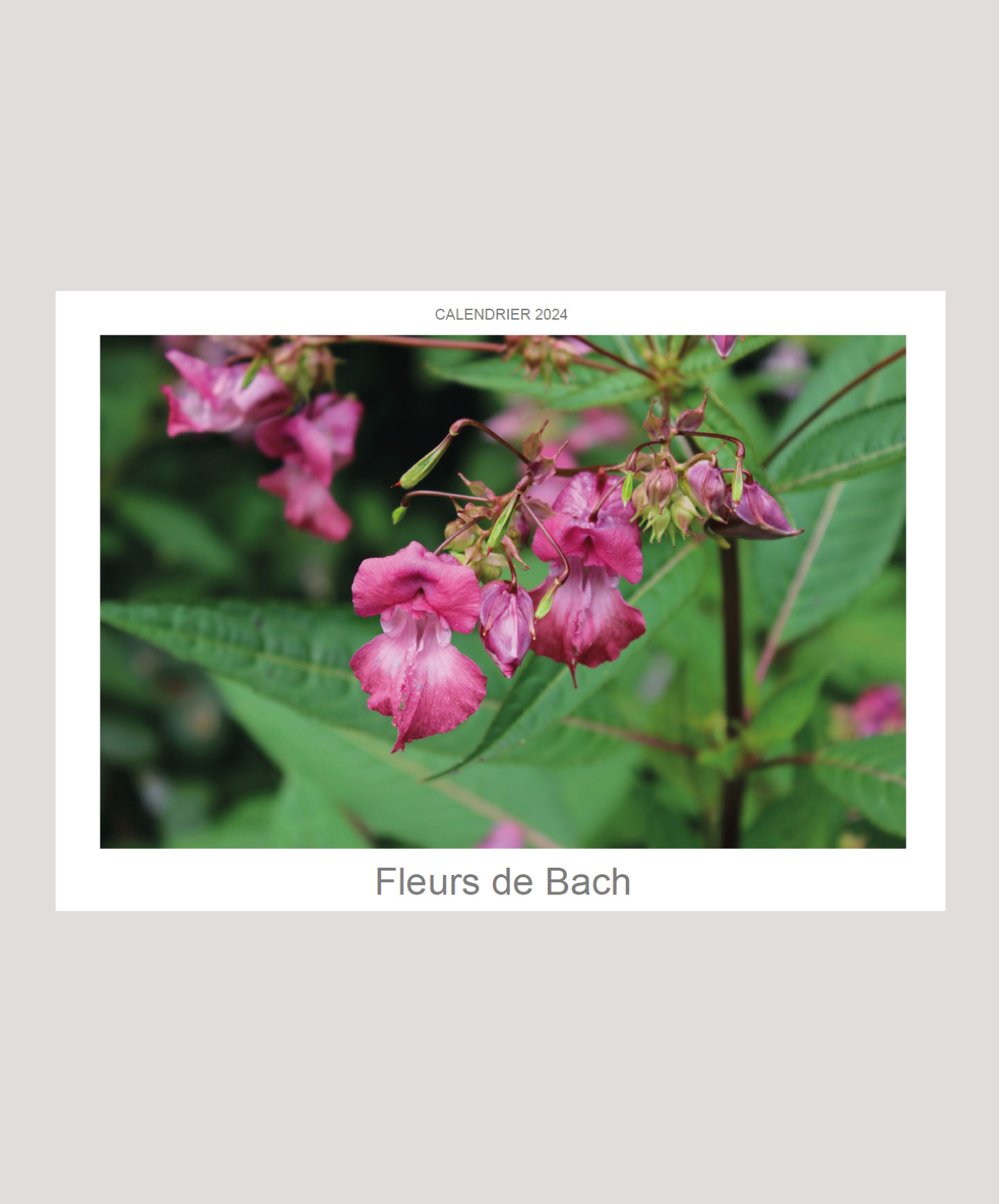 Calendrier – Fleurs de Bach 2024 - Eluney Hassler
